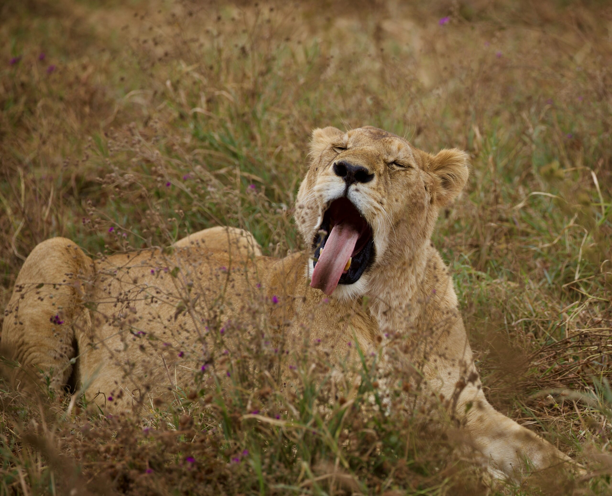 Serengeti Safari