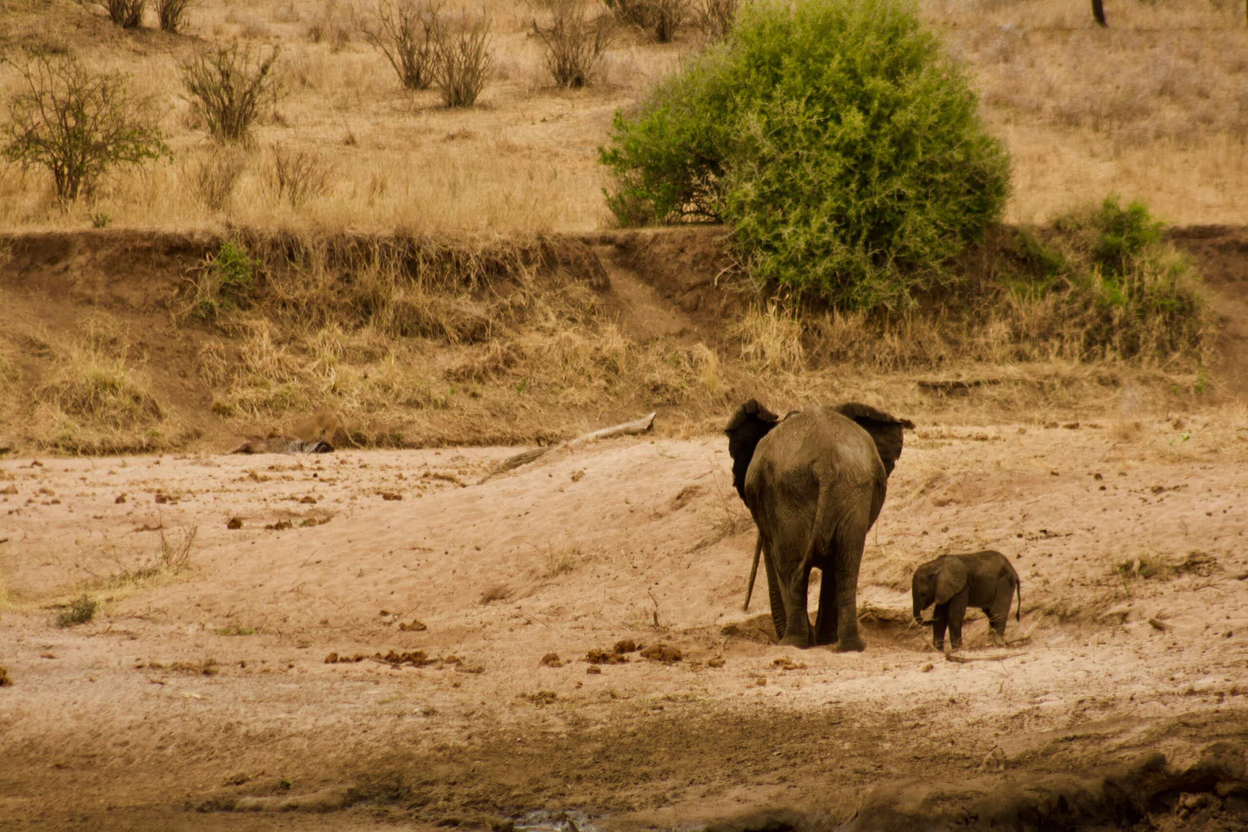 Elephant Tarangire